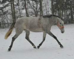 Pferd Garriguera (Pura Raza Espanola (PRE), 2011, von Embustero X)