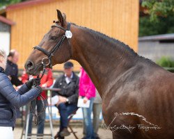 broodmare Acade (Hanoverian, 1999, from Acorado I)