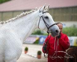 broodmare Chesna 4 (Westphalian, 2002, from Camposanto)