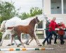 Springpferd Copperhead Road (Westfale, 2019, von Crusoe 5)