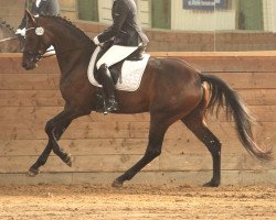 dressage horse Solana Lauries (Hanoverian, 2014, from Sarotti Mocca-Sahne)