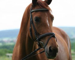 horse Wicky Wanda (Bavarian, 2001, from La Rochelle G)