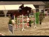 jumper Carrica 12 (Hanoverian, 2013, from Carrico)