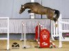 stallion Mylord Manolito (German Riding Pony, 2016, from Mylord Carwyn)