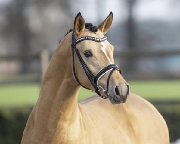 stallion Gigabyte (German Riding Pony, 2016, from HET Golden Dream)