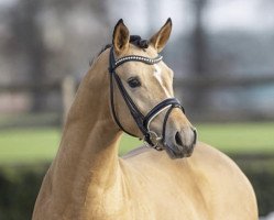 Deckhengst Gigabyte (Deutsches Reitpony, 2016, von HET Golden Dream)