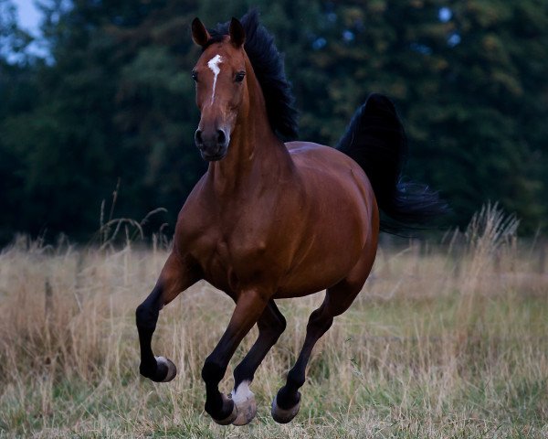 Springpferd La Quidame (Oldenburger, 2007)