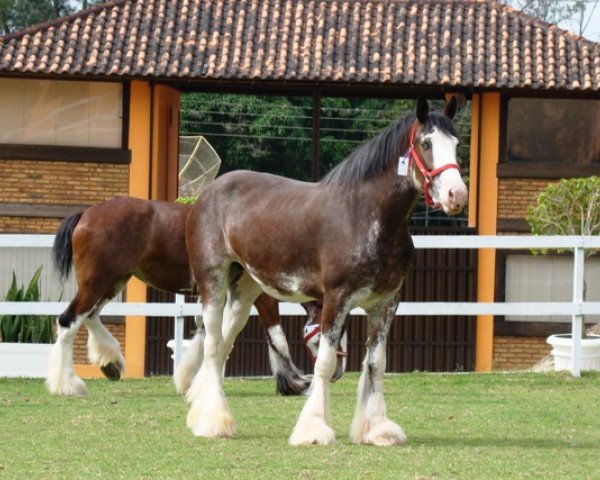 Zuchtstute Centerlines Angelfire (Clydesdale, 2005, von Greendykes Reflection)