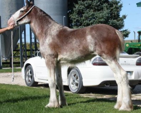 broodmare Anderson's Natalie ET (Clydesdale, 2016, from Cawood Commodore)