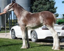 broodmare Anderson's Natalie ET (Clydesdale, 2016, from Cawood Commodore)