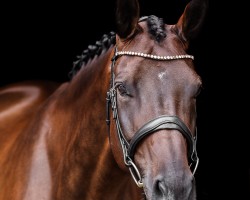 broodmare Akzenta II (Oldenburg, 2013, from Dante Weltino Old)