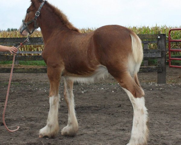 Deckhengst Anderson's Ethan (Clydesdale, 2016, von Cawood Commodore)