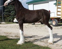 Zuchtstute Anderson's Ellie (Clydesdale, 2016, von Hillmoor Fusilier)