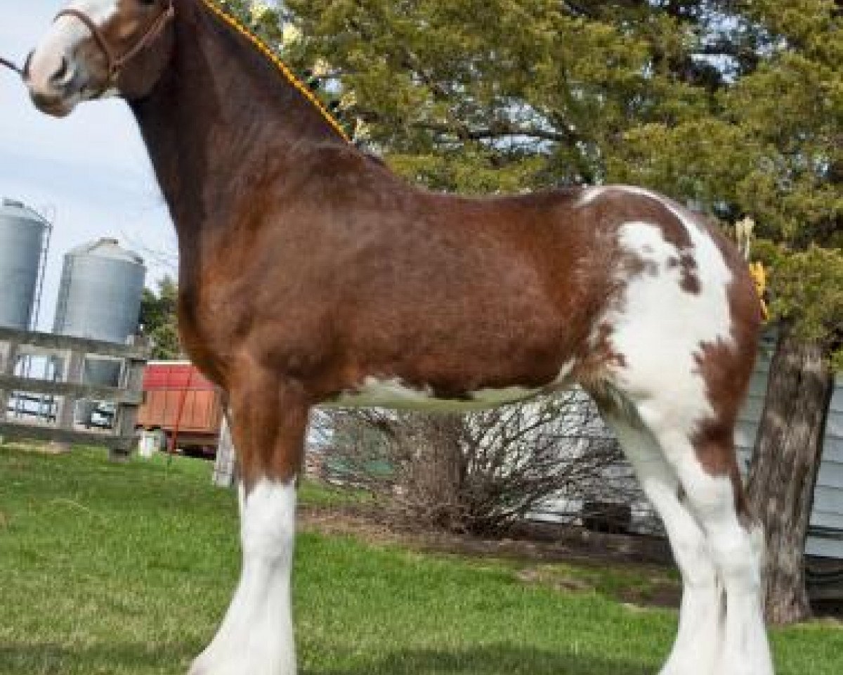 broodmare Bencannon Diamond (Clydesdale, 2012, from Whinhill Lord of the Isles)