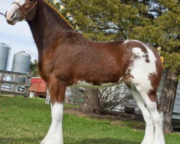 Zuchtstute Bencannon Diamond (Clydesdale, 2012, von Whinhill Lord of the Isles)