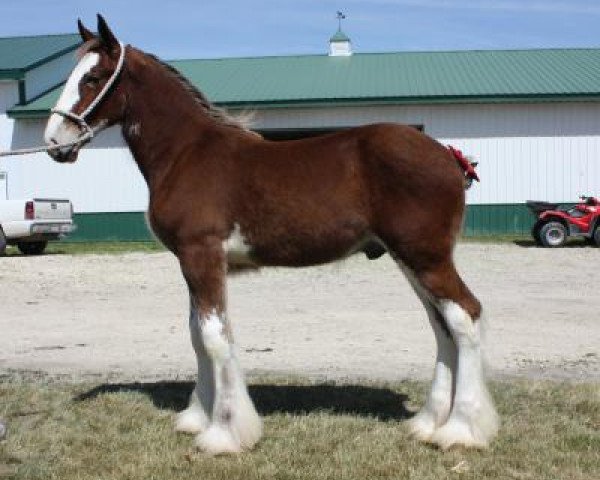 stallion Anderson's Denver (Clydesdale, 2017, from Willow Way Kelso)