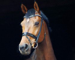 dressage horse Donauprinzessin (German Sport Horse, 2003, from Donnersmarck)