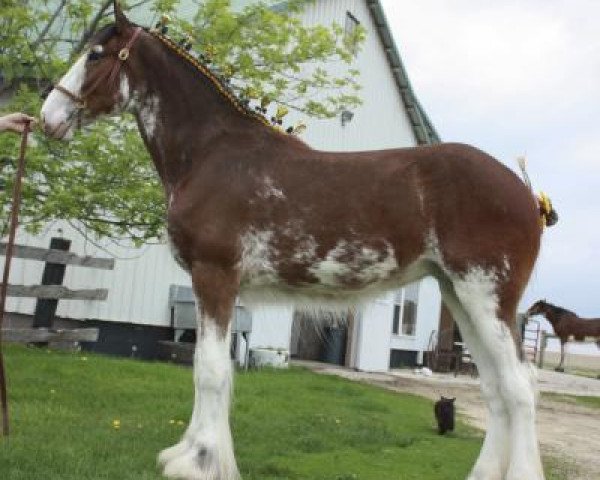 broodmare Anderson's Bella Donna (Clydesdale, 2014, from Glenbuchat)