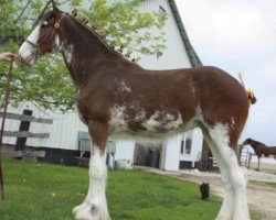 Zuchtstute Anderson's Bella Donna (Clydesdale, 2014, von Glenbuchat)