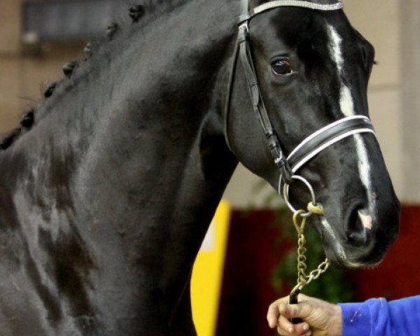 stallion Bonavonturo v/d Kempenhoeve (Belgium Sporthorse, 2007, from Stedinger)