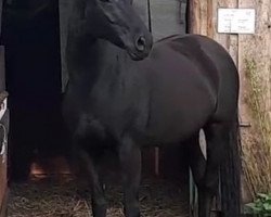 broodmare Rubina (Hanoverian, 2008, from Rubinero 2)