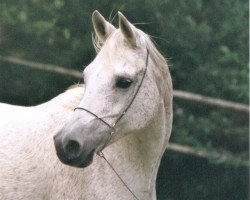 broodmare Emousha (Arabian thoroughbred,  , from Zaraf ox)