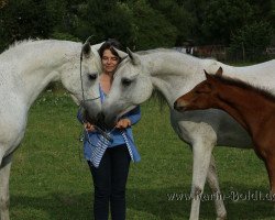 broodmare Jasmeen Bint Ewerton (Arabian thoroughbred,  , from Ewerton ox)