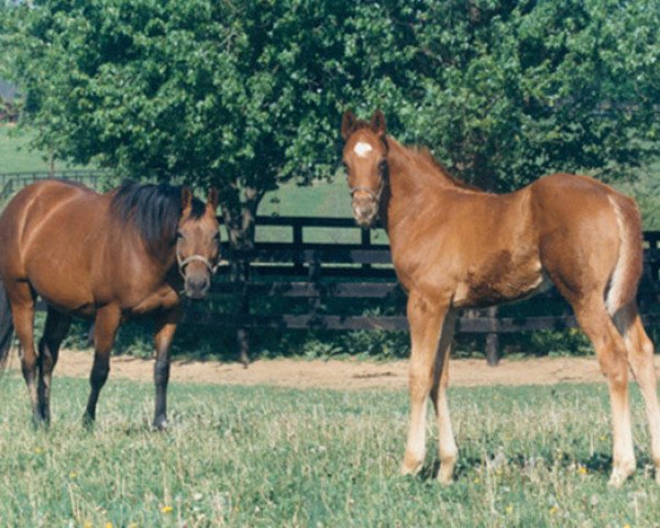 broodmare Relaxing xx (Thoroughbred, 1976, from Buckpasser xx)