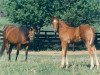 broodmare Relaxing xx (Thoroughbred, 1976, from Buckpasser xx)