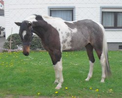 Pferd Agito (Arabisches Halbblut / Partbred, 2016)