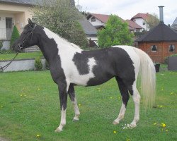 Zuchtstute Shakira (Arabisches Halbblut / Partbred, 2014)