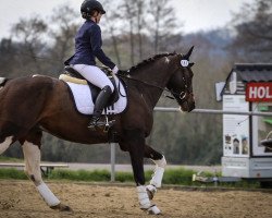 dressage horse Timberland 24 (Pinto with riding horses pedigree, 2010, from Taffy's Black Diamond)