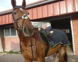 Zuchtstute Lady Gogo - Joh (Belgisches Warmblut, 2011, von Esprilio)