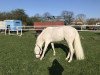 dressage horse Asterix (German Riding Pony, 2015, from A new Star)