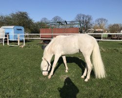 dressage horse Asterix (German Riding Pony, 2015, from A new Star)