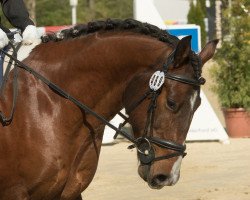 Springpferd George Clooney 16 (KWPN (Niederländisches Warmblut), 2014)