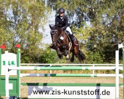 broodmare Chiara 343 (Oldenburg show jumper, 2010, from Cellestino)