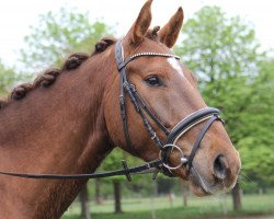 Springpferd Lord Fox 4 (Holsteiner, 2014, von Larcon)