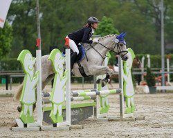 jumper Bento Vom Habichtshof (German Riding Pony, 2003, from Bolero)