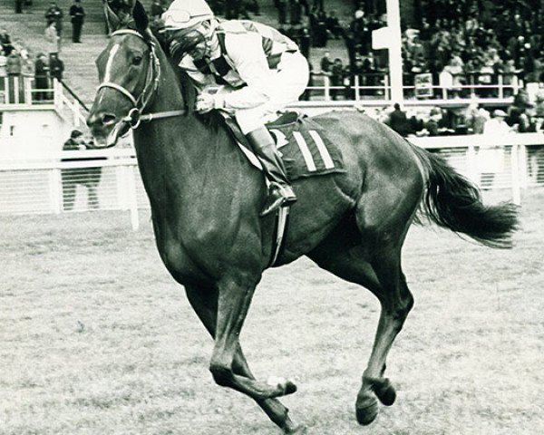 broodmare Dahlia xx (Thoroughbred, 1970, from Vaguely Noble xx)