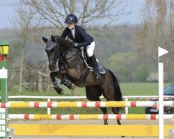 jumper Bacardi (German Riding Pony, 2004, from Boss jun.)