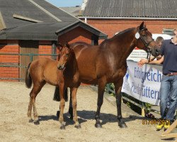 broodmare Chisandra (Oldenburg, 2004, from Concetto)