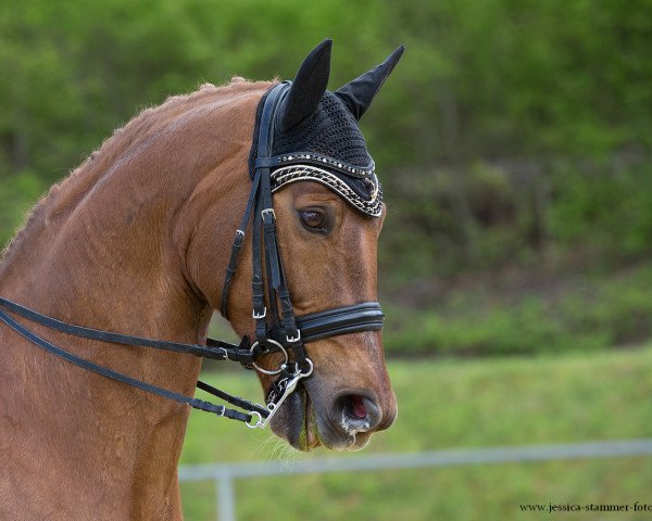 dressage horse Fiogreen (Westphalian, 2002, from Fürst Piccolo)
