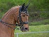 dressage horse Fiogreen (Westphalian, 2002, from Fürst Piccolo)