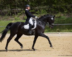 stallion Raven 47 (German Sport Horse, 2005, from Revan)