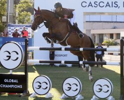 jumper Living The Dream (Belgian Warmblood, 2005, from Toulon)