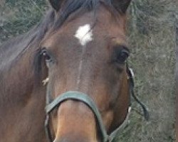 broodmare Luna XVII CH (Swiss Warmblood, 1997, from Leander's Boy)