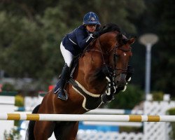 stallion Filou de Muze (Belgian Warmblood, 2005, from Stakkato)