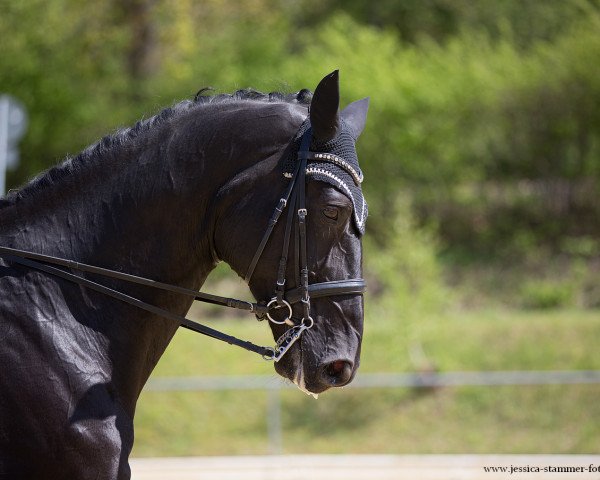dressage horse Woody 132 (Württemberger, 2006, from Worldly I)