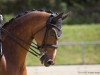 broodmare Elasia (Oldenburg, 2003, from Alassio)